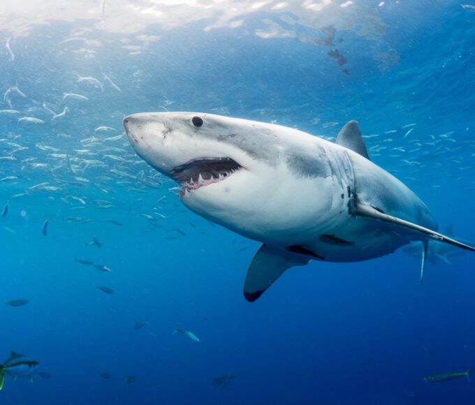 Máme ho raději na hodinkách než naživo