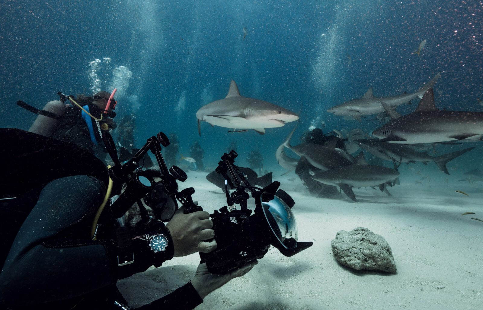 S Delmou na neoprénu se můžete vydat i za žralokem modravým