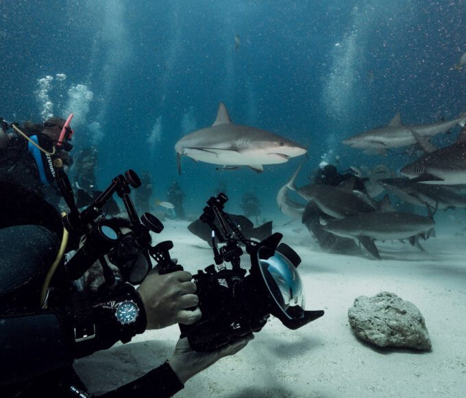 S Delmou na neoprénu se můžete vydat i za žralokem modravým